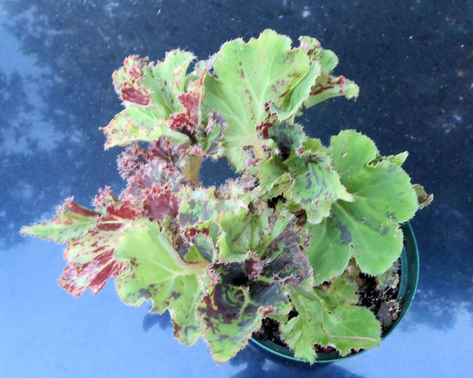 B. ‘Ongepotchket’